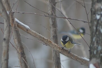 Full-color horizontal photo. Titmouse. A small gray bird with a yellow breast in the winter forest.