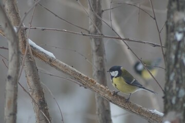 Full-color horizontal photo. Titmouse. A small gray bird with a yellow breast in the winter forest.