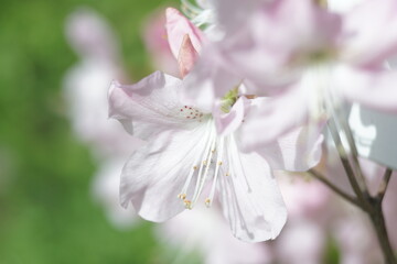 Full-color horizontal photo. Spring flowering of rhododendron Large clusters of red, purple and pink flowers.
