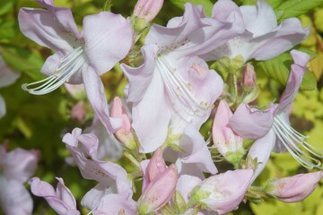 Full-color horizontal photo. Spring flowering of rhododendron Large clusters of red, purple and pink flowers.