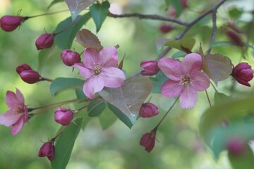 Full-color horizontal photo. Spring flowering of the apple tree. Large clusters of red and pink flowers.