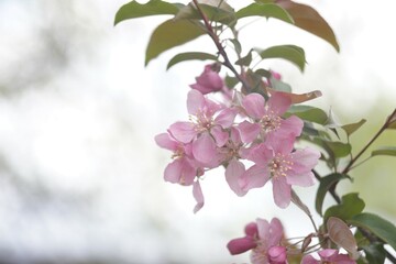 Full-color horizontal photo. Spring flowering of the apple tree. Large clusters of red and pink flowers.