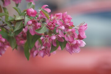 Full-color horizontal photo. Spring flowering of the apple tree. Large clusters of red and pink flowers.
