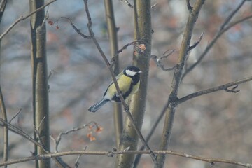 Full-color horizontal photo. Titmouse. A small gray bird with a yellow breast in the winter forest.