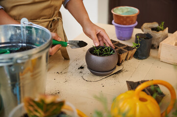 Cropped view of a florist holding a small garden shovel with fertilized soil, repotting rosemary seedlings in ceramic flower pots. Floriculture hobby. Plants care and transplanting of indoors plants