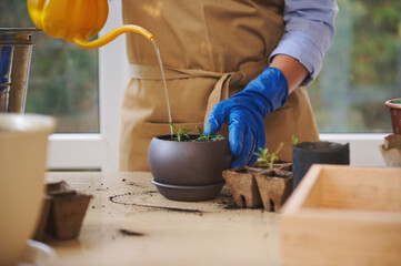 Cropped view of a woman in beige apron, florist in blue rubber work gloves using orange watering can, waters rosemary in a flower pot, taking care of houseplants in the home veranda. Selective focus