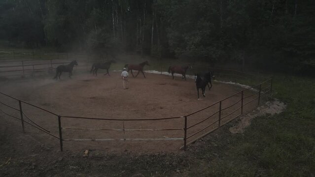A trainer in levada walks horses running near the forest. Aerial photography.