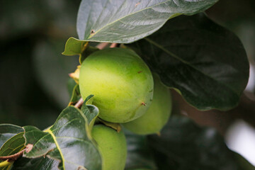 大きく育った渋柿