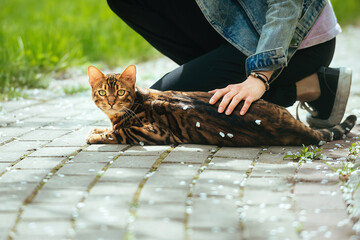 the girl strokes on a walk near the house of a beautiful bright Bengal cat