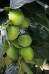 大きく育った渋柿の実