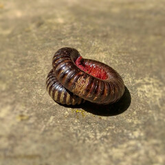 snail on the sand