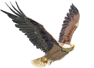 american bald eagle