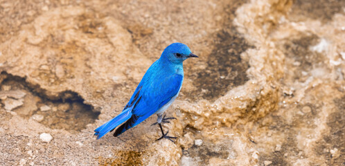 Small Colorful Bird at Hot Spring Landscape with unique ground formation. Mammoth Hot Springs, Yellowstone National Park, Wyoming, United States.