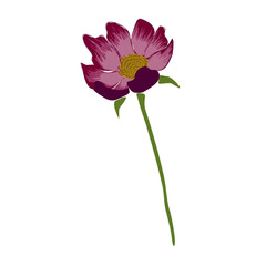pink dahlia flower isolated on transparent