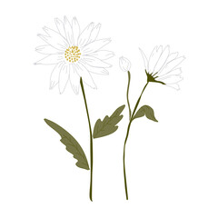 flower isolated on transparent background