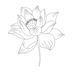 hand drawn lotus flower