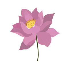 lotus flower isolated on transparent 
