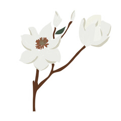 magnolia flower isolated on transparent 