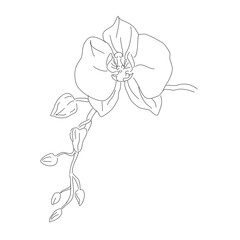Obraz na płótnie Canvas hand drawn flower
