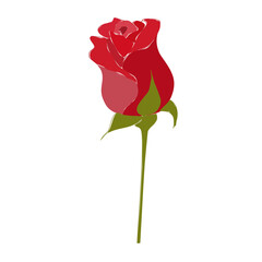 red rose isolated on transparent 