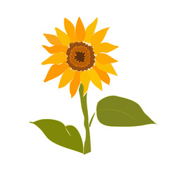 sunflower isolated on transparent  background