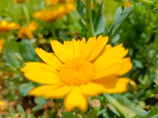 yellow flowers in the garden