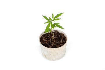 Cannabis seedlings in isolated pots on white background.Marijuana tree .