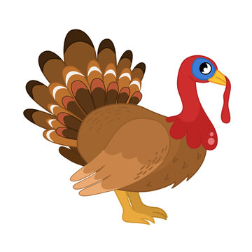 Vector  illustration of cartoon cute turkey isolated on white background. Farm animals collection. Thanksgiving illustration of turkey.