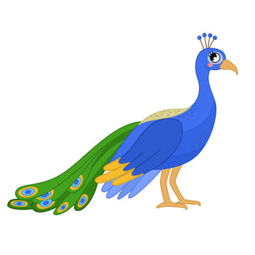 Vector  illustration of cartoon cute peacock isolated on white background.
