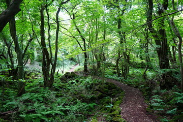 dense summer forest and path in the refreshing sunlight