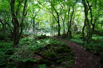 dense summer forest and path in the refreshing sunlight