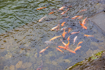 飛騨高山の宮川を泳ぐ鯉