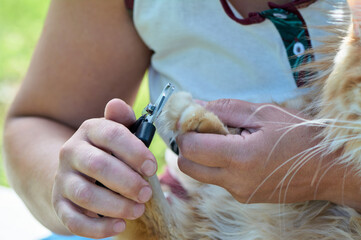 trimming the claws of a cat close-up