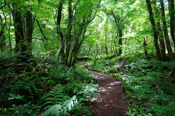 refreshing path through old trees and fern