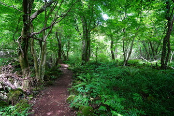 Fototapeta premium refreshing path through old trees and fern