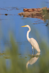 Snow white egret in the middle of lake .