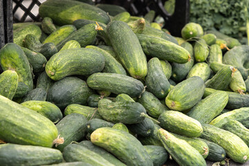 Crates filled with green zucchini squash for sale at a local farmers market