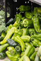 Locally grown green bell peppers at a local farmers market for sale.