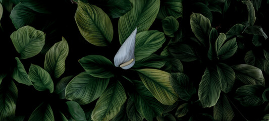 Closeup green leaves and white flower of tropical plant in garden. Dense green leaf with beautiful pattern texture background. Green leaves for spa background. Top view ornamental plant in garden.