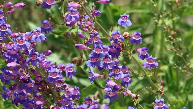 Purple flowering polydeterminate dichasiate thyrse inflorescence of Penstemon Spectabilis, Plantaginaceae, native perennial herb in the San Bernardino Mountains, Transverse Ranges, Springtime.