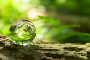 苔と水晶玉