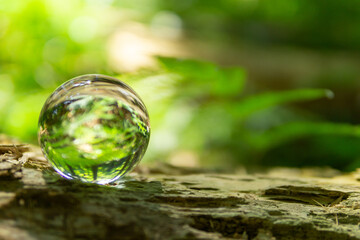 苔と水晶玉