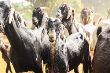 group of Indian Goats in village Haryana, India. Black and white color got. Close-up shot of Goats