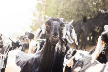Obraz premium group of Indian Goats in village Haryana, India. Black and white color got. Close-up shot of Goats