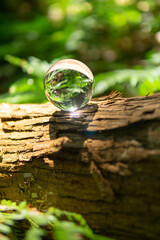 苔と水晶玉