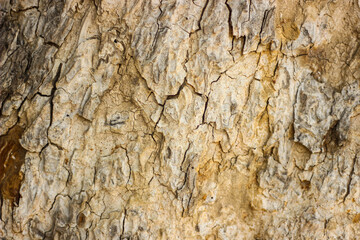 Close-up shot of Peepal tree Sacred fig. Ficus religiosa or sacred fig.