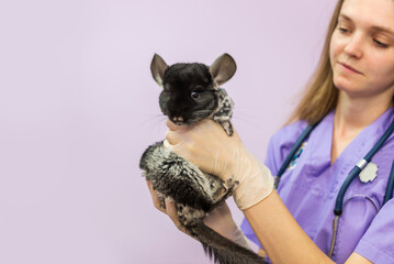 a female veterinarian holds a chinchilla in a veterinary clinic.