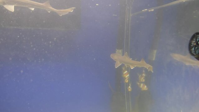 A dusky smooth-hound, dogfish, or dog shark in an aquarium swimming.  The shark is part of the Triakidae family of sharks.  Mustelus genus