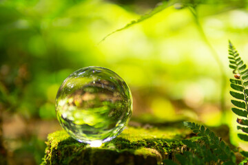 苔と水晶玉