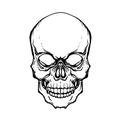 human skull illustration skull line drawing